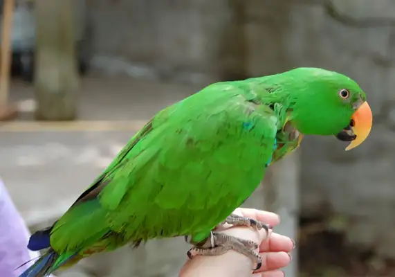 Compromise parrot identity information