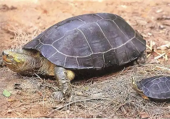 Yellow Head Temple Turtle Identity Information