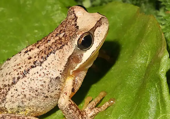 Brown Frog Identity Information