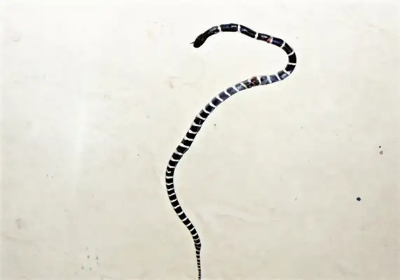 Silver Ring Snake Identity Information