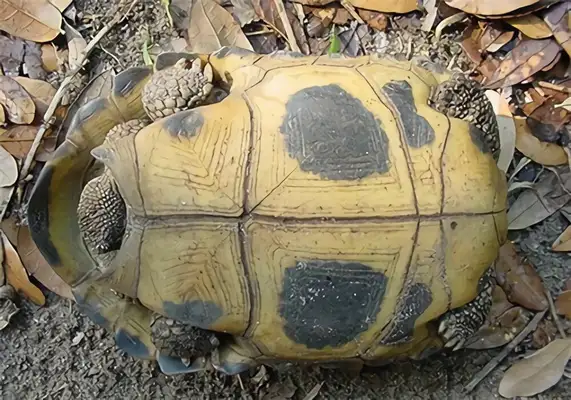 Indian Turtle Identity Information