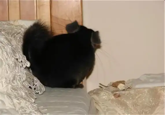 Pure black dragon cat identity information