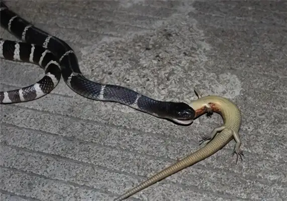 Silver Ring Snake Identity Information