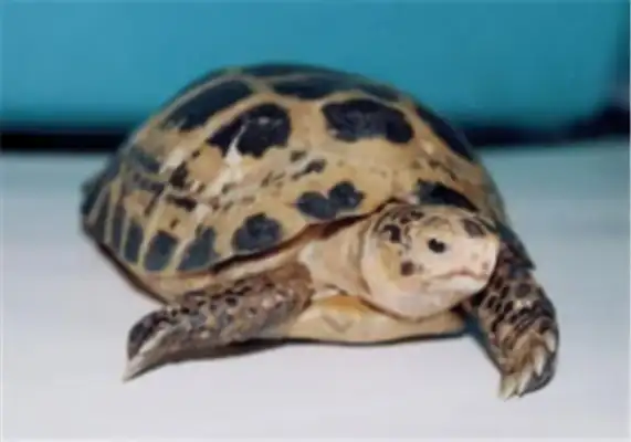 Indian Turtle Identity Information