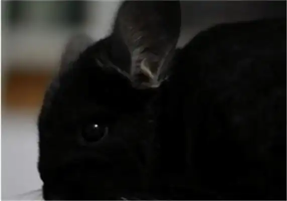 Pure black dragon cat identity information