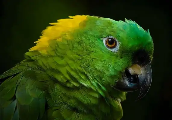 Identities of parrots with yellow necks