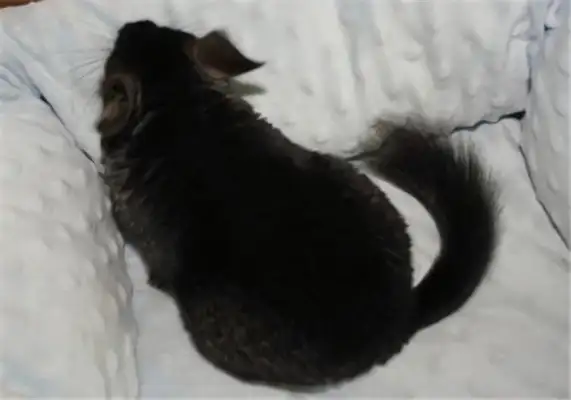Pure black dragon cat identity information