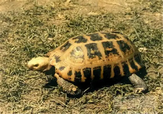 Indian Turtle Identity Information