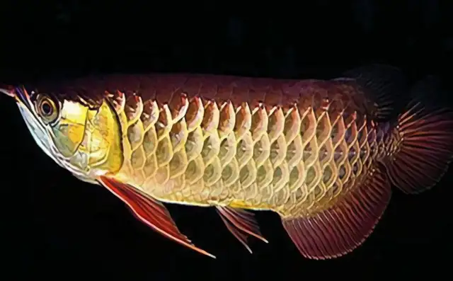 Golden Dragon ID