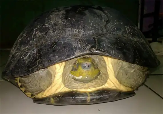 Yellow Head Temple Turtle Identity Information