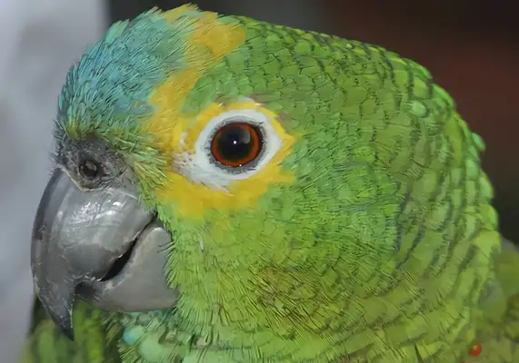 Identities of parrots with yellow necks