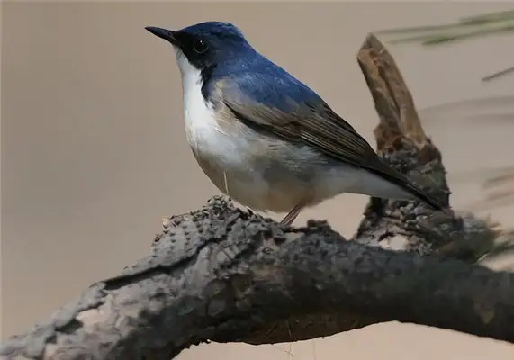 Blue Song Identity Information