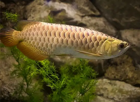 Golden Dragon ID