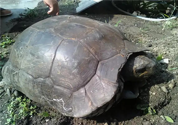 Yellow Head Temple Turtle Identity Information