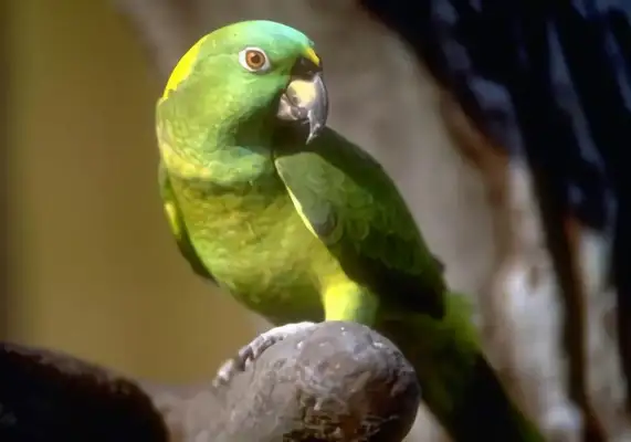 Identities of parrots with yellow necks