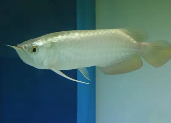 Golden Dragon ID