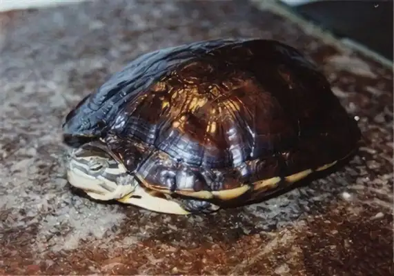 I've got an ID on the water turtle