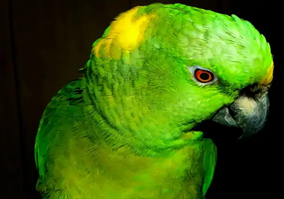 Identities of parrots with yellow necks