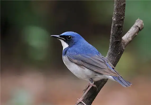 Blue Song Identity Information