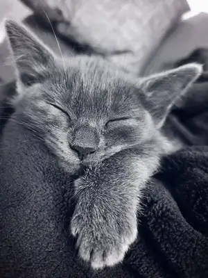 Zarten Cat species introduction