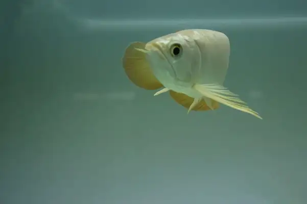 Golden Dragon ID