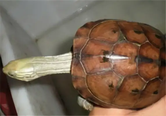 I've got an ID on the water turtle