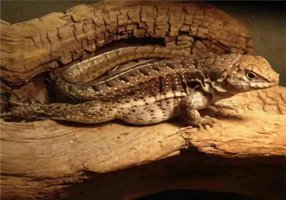 Textile spring iguana identity information