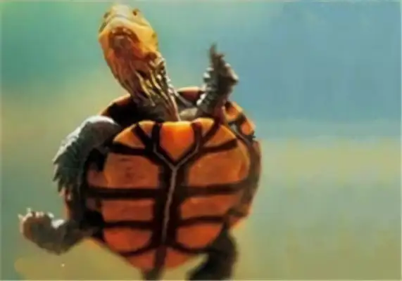 Australia's short-neck turtle identity information