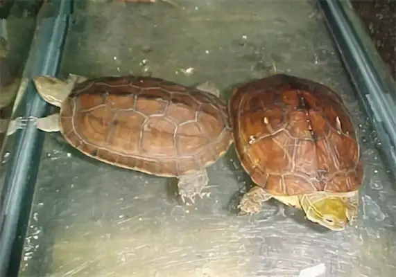 I've got an ID on the water turtle