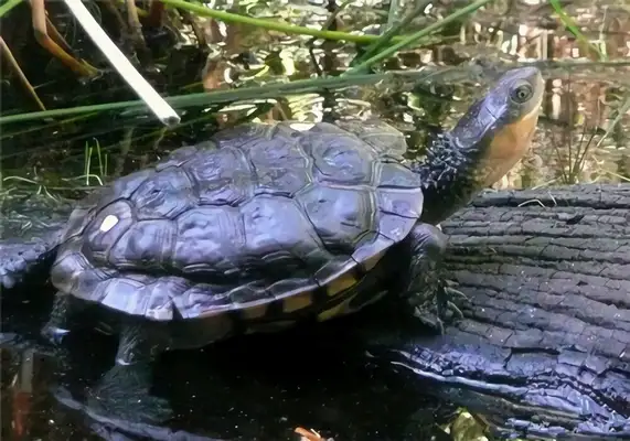 Australia's short-neck turtle identity information