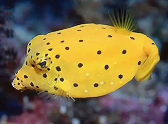 Identities of papaya fish