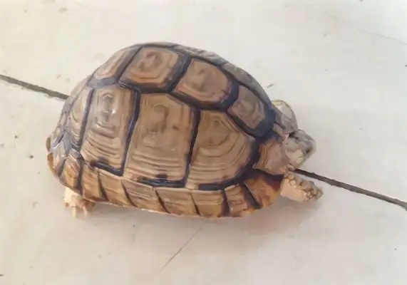 Egyptian turtle identity information