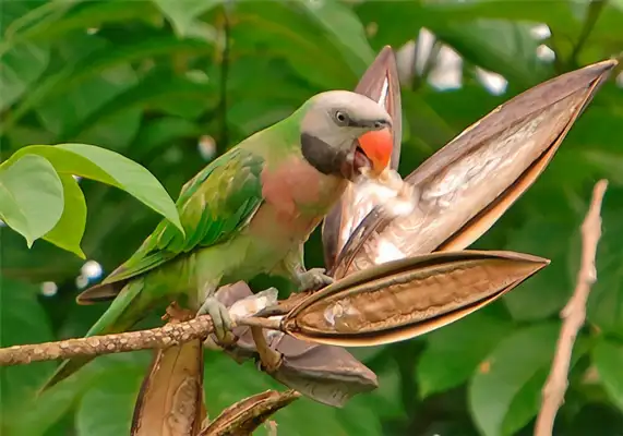 I.D. The parrot