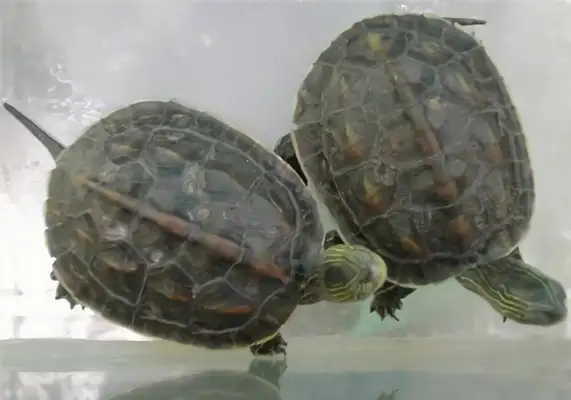 China Flower Turtle Identity Information