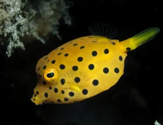 Identities of papaya fish