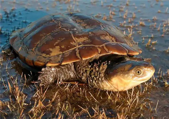 Australia's short-neck turtle identity information