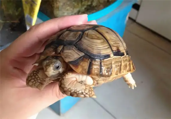 Egyptian turtle identity information