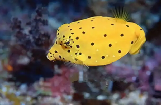 Identities of papaya fish