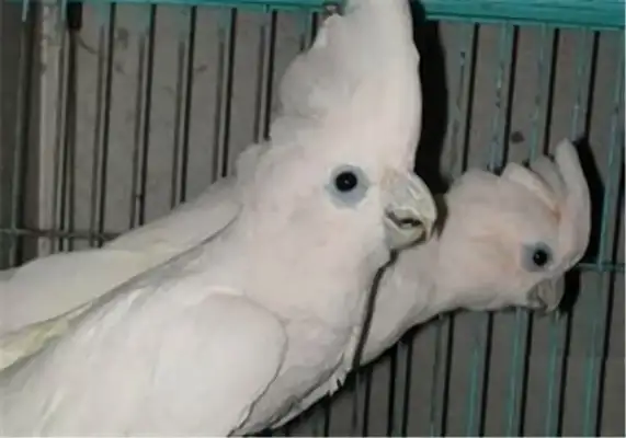 I.D. Ducopo, parrot