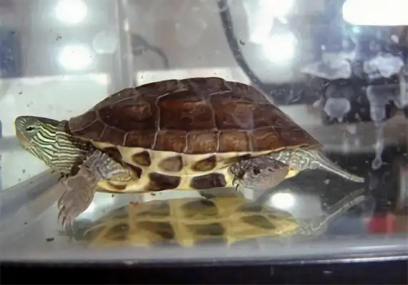China Flower Turtle Identity Information
