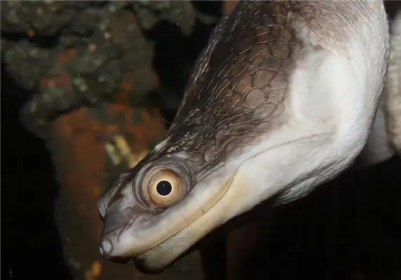 Viper neck identity information