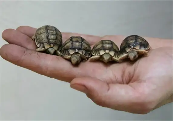 Egyptian turtle identity information