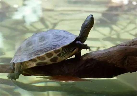 China Flower Turtle Identity Information