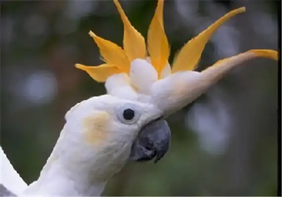 I.D. Ducopo, parrot