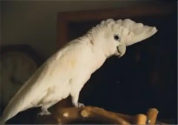 I.D. Ducopo, parrot