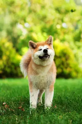 Bagido hounds: the perfect combination of grace and loyalty