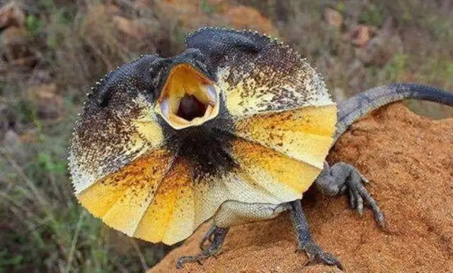 What color is a cape iguana