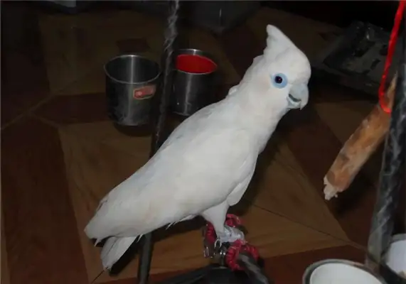 I.D. Ducopo, parrot