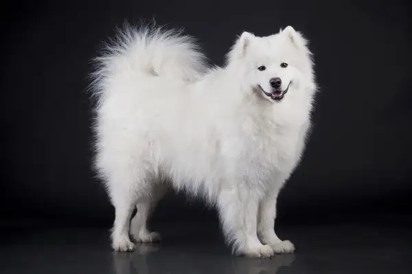 An introduction to the Hastych variety