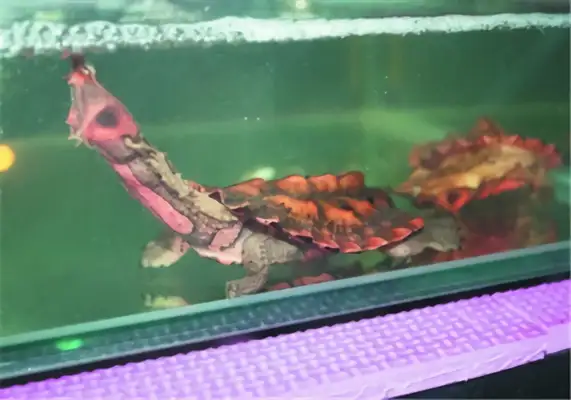 The identity of the dead leaf turtle